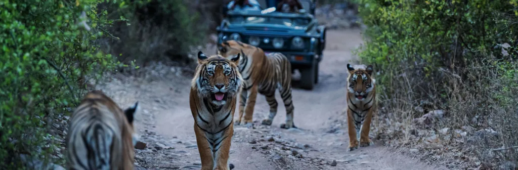 In Taj Mahal Y Tigres 10 Días