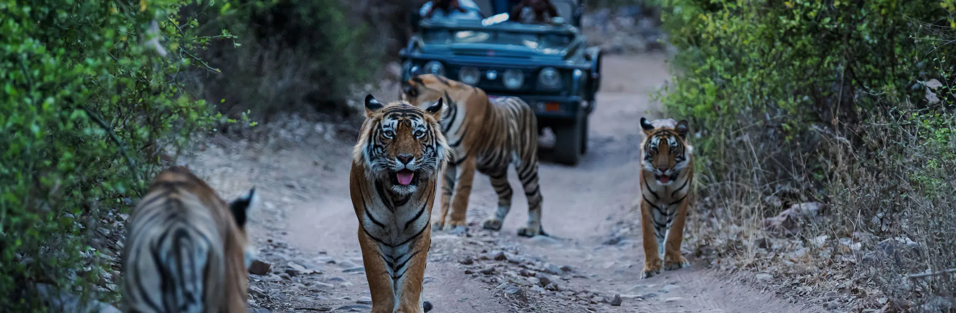 In Taj Mahal Y Tigres 10 Días