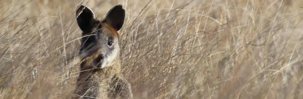 Aunz Wallabies Y Kiwis 20 Días 1