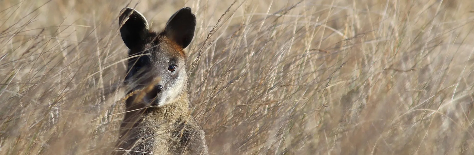 Aunz Wallabies Y Kiwis 20 Días 1
