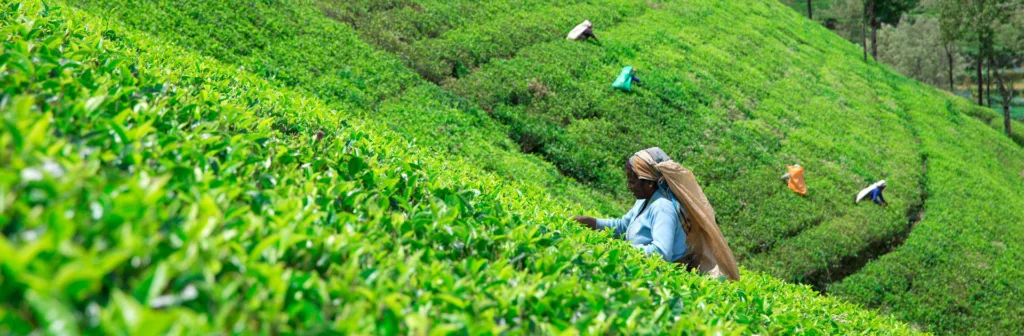 Lk Explore Sri Lanka Con Playas Nordeste 12 Días