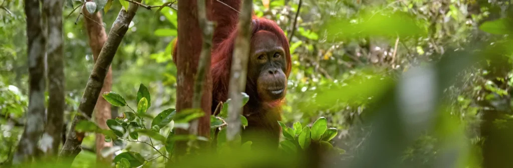 Pr Borneo Rai Forest 31266099698 D3381e6505 O