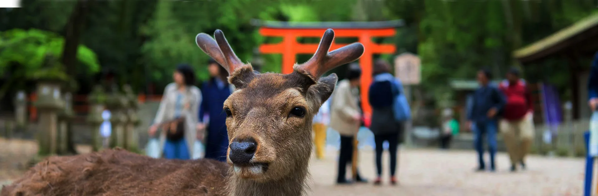 Pr Japon Kasuga Tasisha