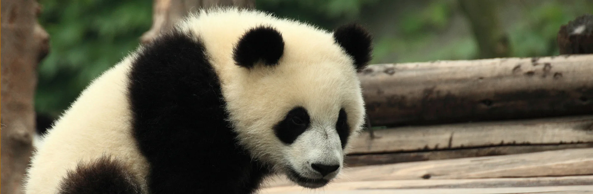 Cn Conoce Al Panda 11 Dias