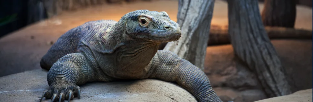 Id Bali Y Komodo 12 Dias