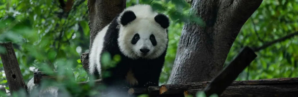Prw Panda Travis Chen Rbhanol5oto Unsplash
