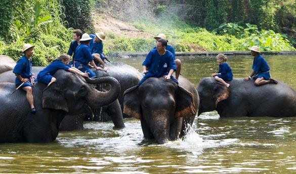 Chiang Mai Elefantes