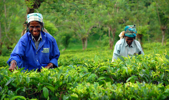 Sri Lanka los mayores exportadores de té del mundo