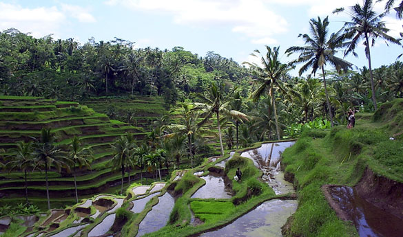 Terrazas de arroz en Indonesia