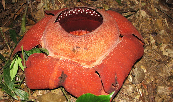 Khao Sok 2 flor Rafflesia