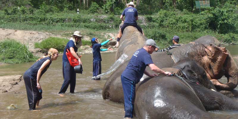 Elefantes den Chiang Mai