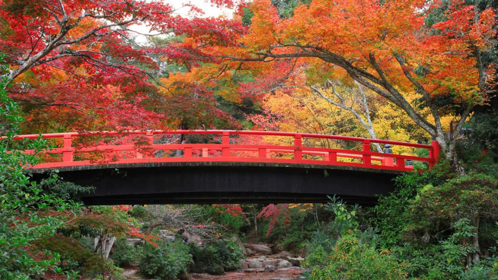 El Santuario sintoísta Itsukushima ¡Espectáculo en otoño! 