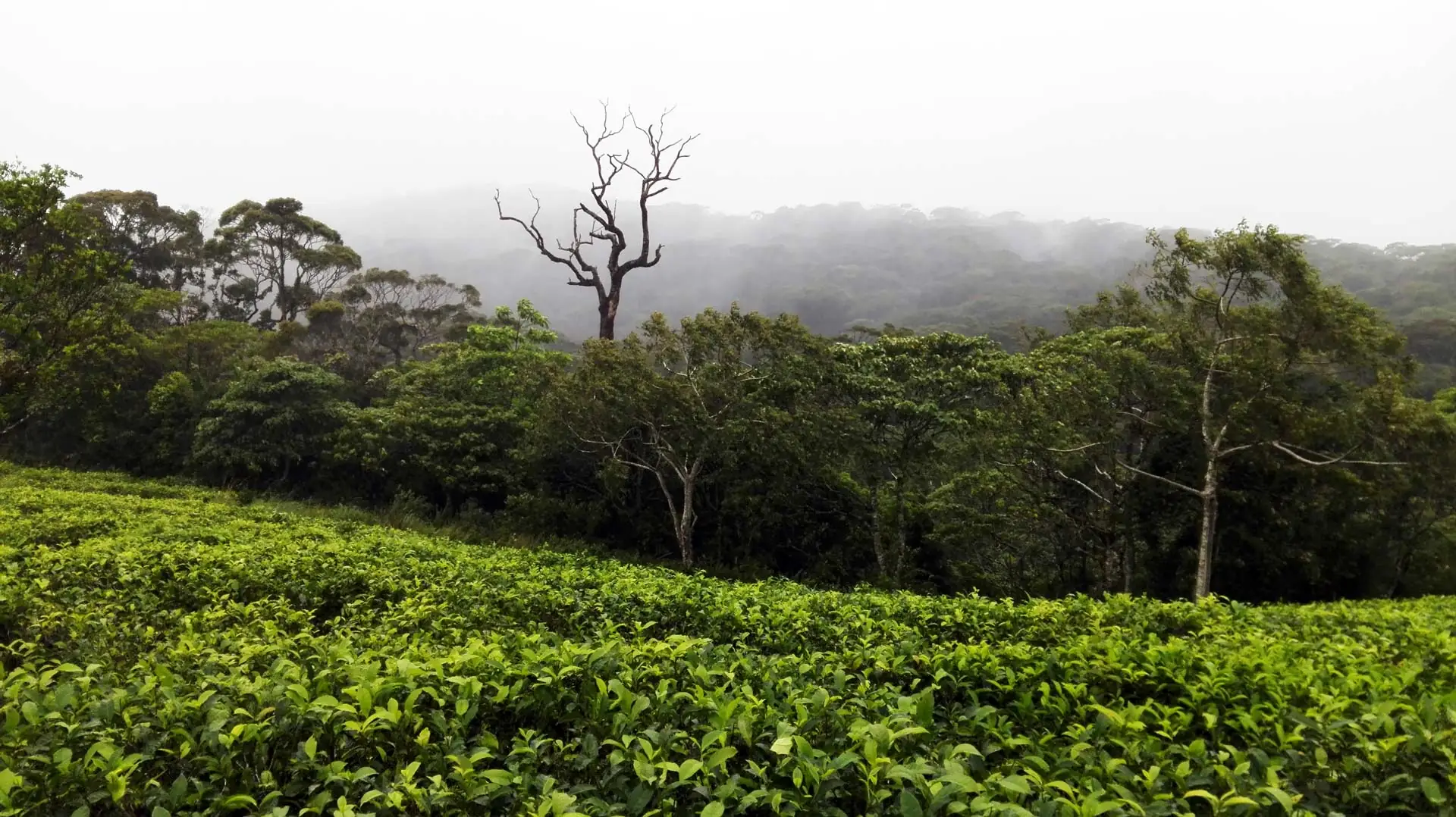 Descubre el Parque Nacional de Sinharaja en tu viaje a Sri Lanka