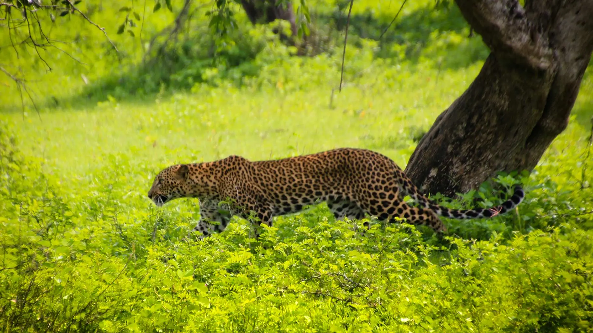 No dejes de visitar el paruqe Yala en tu viaje a Sri lanka