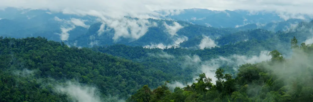 Pr Belum Rain Forest Dreamstime Xl