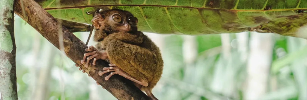 Pr Los Tarsiers Istock 2220536812
