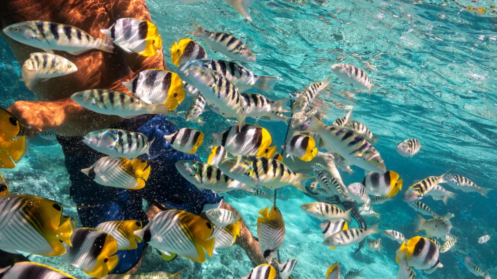 Bora Bora — Polinesia Francesa Esencial