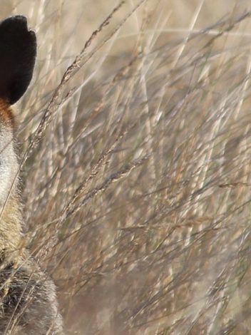 Aunz Wallabies Y Kiwis 20 Días 1