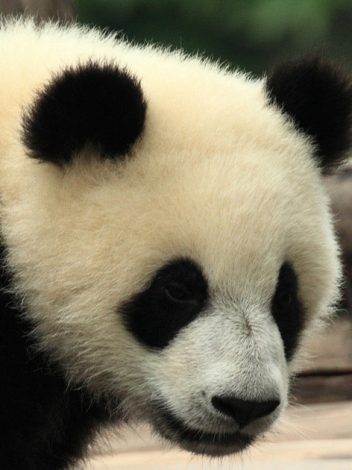 Cn Conoce Al Panda 11 Dias