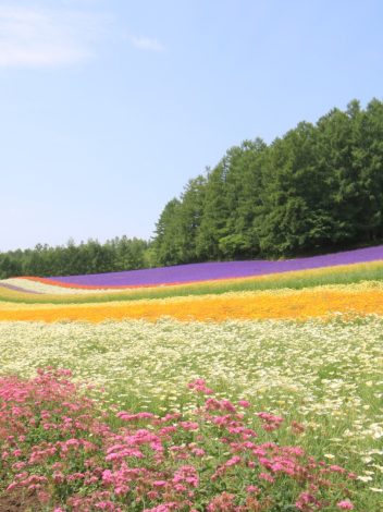 JAPÓN RASCACIELOS Y TATAMIS  CON HOKKAIDO - Día 15: SAPPORO