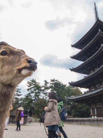 JAPÓN ETERNO Y BALI - Día 5: TOKYO – KYOTO – NARA – KYOT