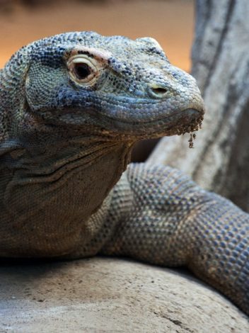 Id Bali Y Komodo 12 Dias