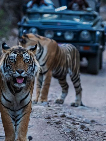 In Taj Mahal Y Tigres 10 Días