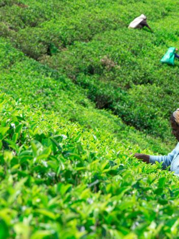 Lk Explore Sri Lanka Con Playas Nordeste 12 Días