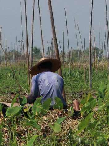 Mm Myanmar Clásico 12 Días