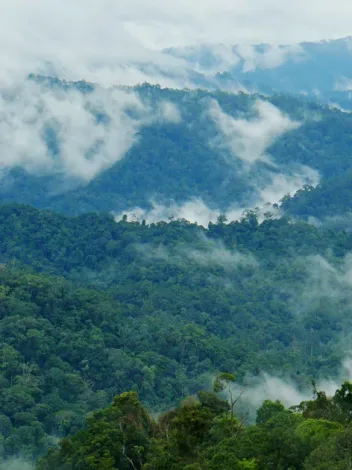 Pr Belum Rain Forest Dreamstime Xl
