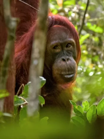 Pr Borneo Rai Forest 31266099698 D3381e6505 O