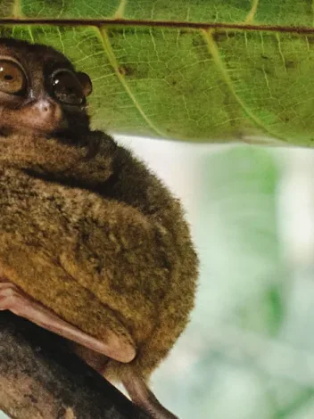 Pr Los Tarsiers Istock 2220536812
