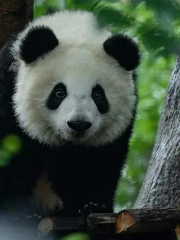 Prw Panda Travis Chen Rbhanol5oto Unsplash